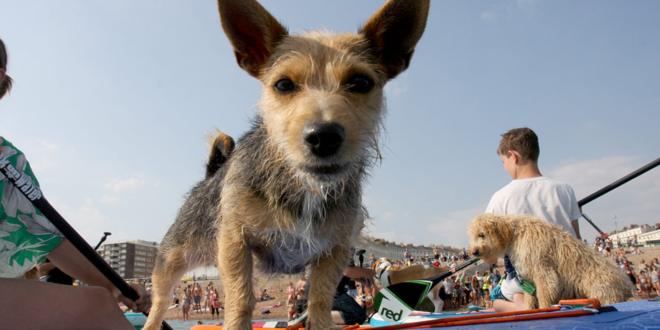 Paddle dogs at Paddle Round The Pier Brighton